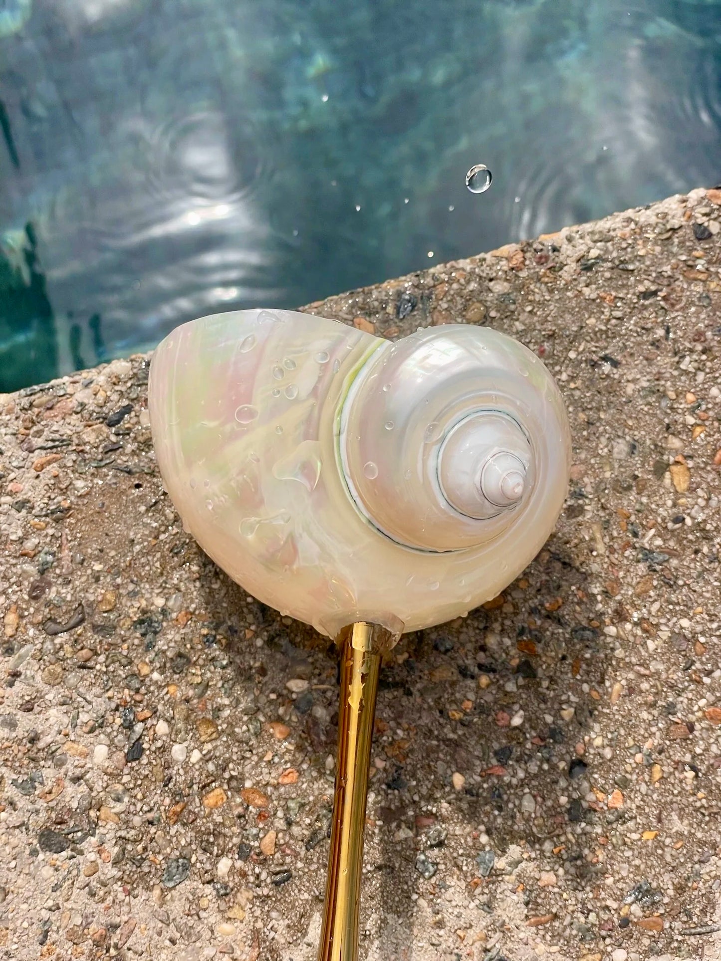 Seashell Glas